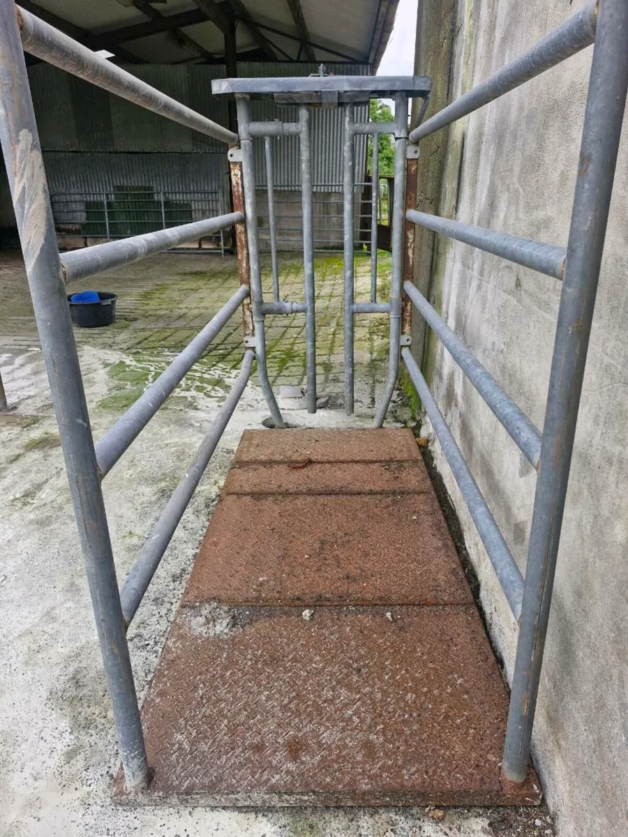 Portable Cattle Crush - Image 3
