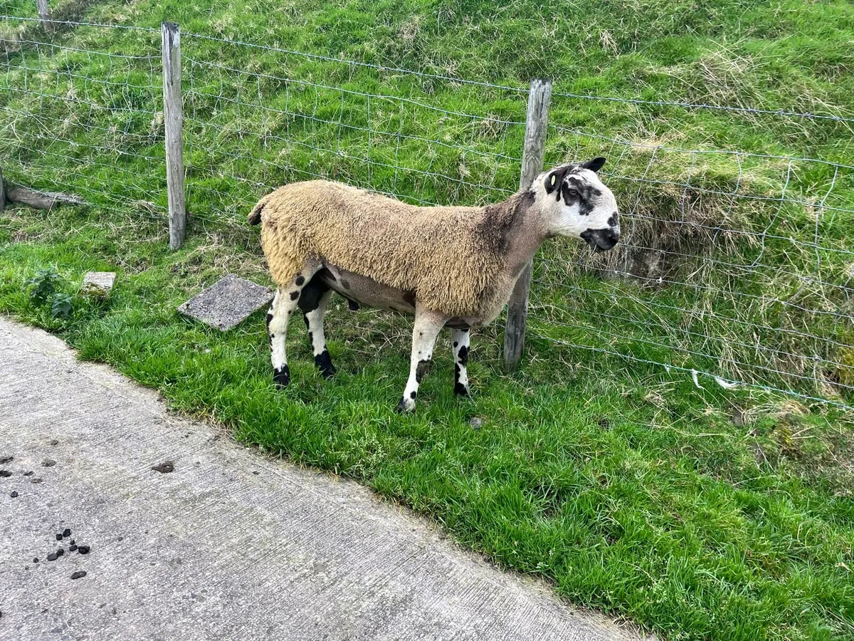 Bluefaced Leicester Rams - Image 3
