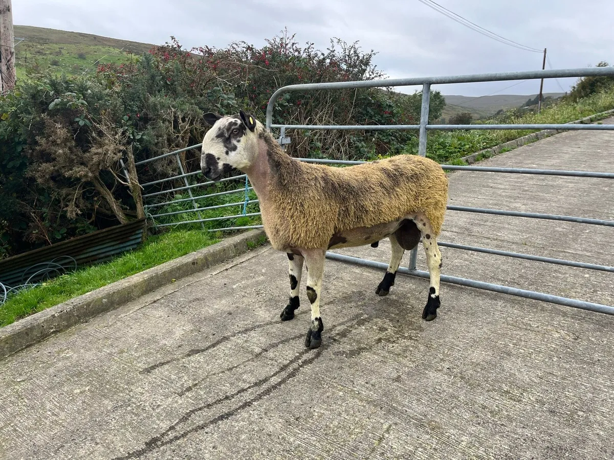 Bluefaced Leicester Rams - Image 4