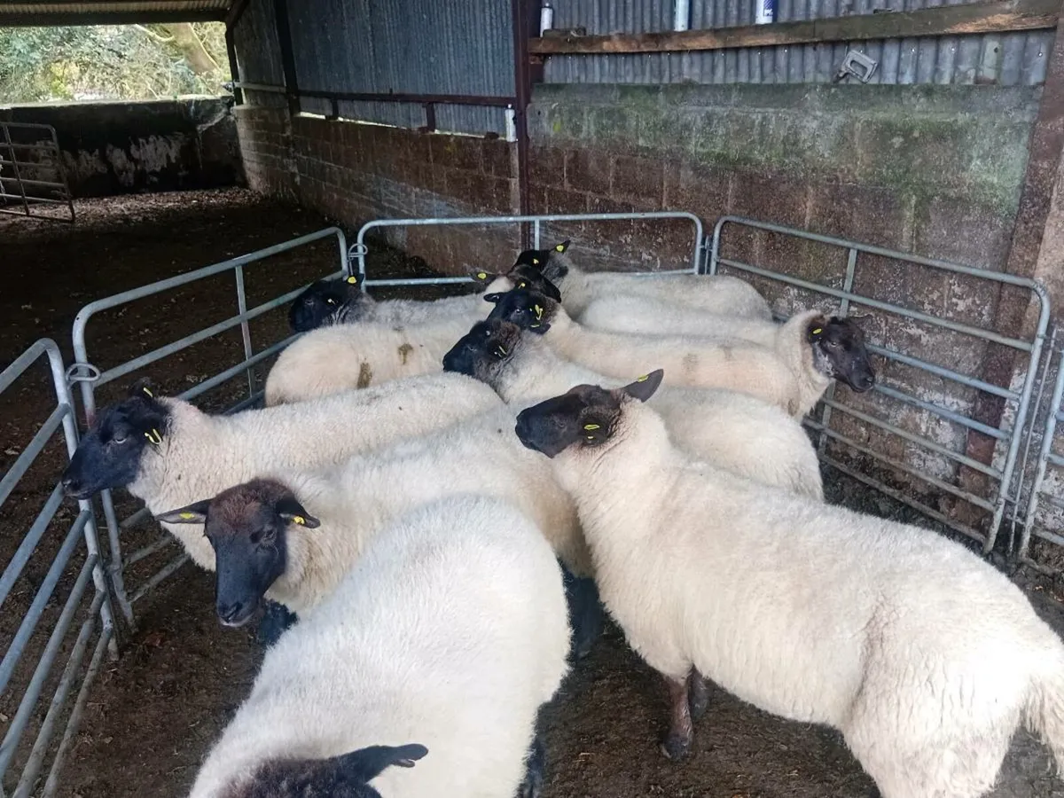 Ewe Hoggets - Image 3