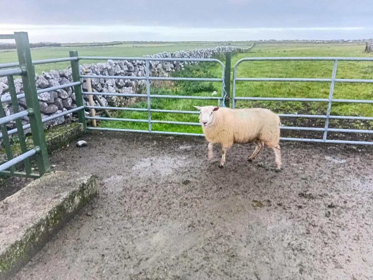 Ewe Hoggets - Image 4