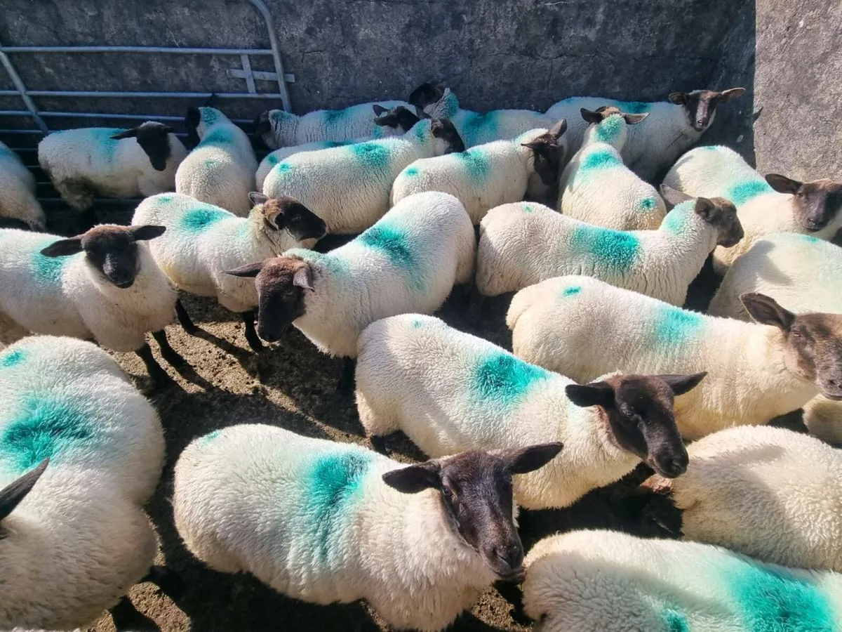 Ewe lambs - Image 1