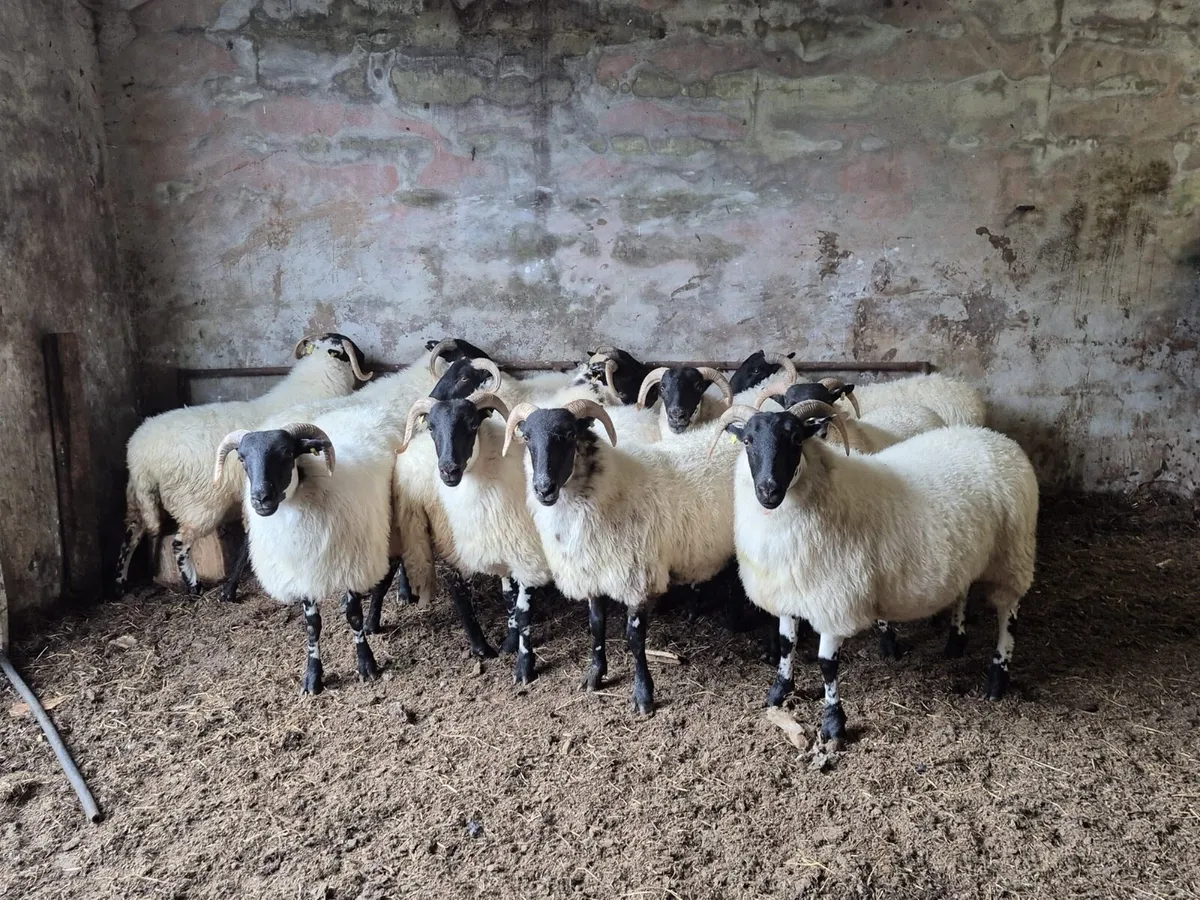 Coolaney sheep sales, special mountain sale - Image 2