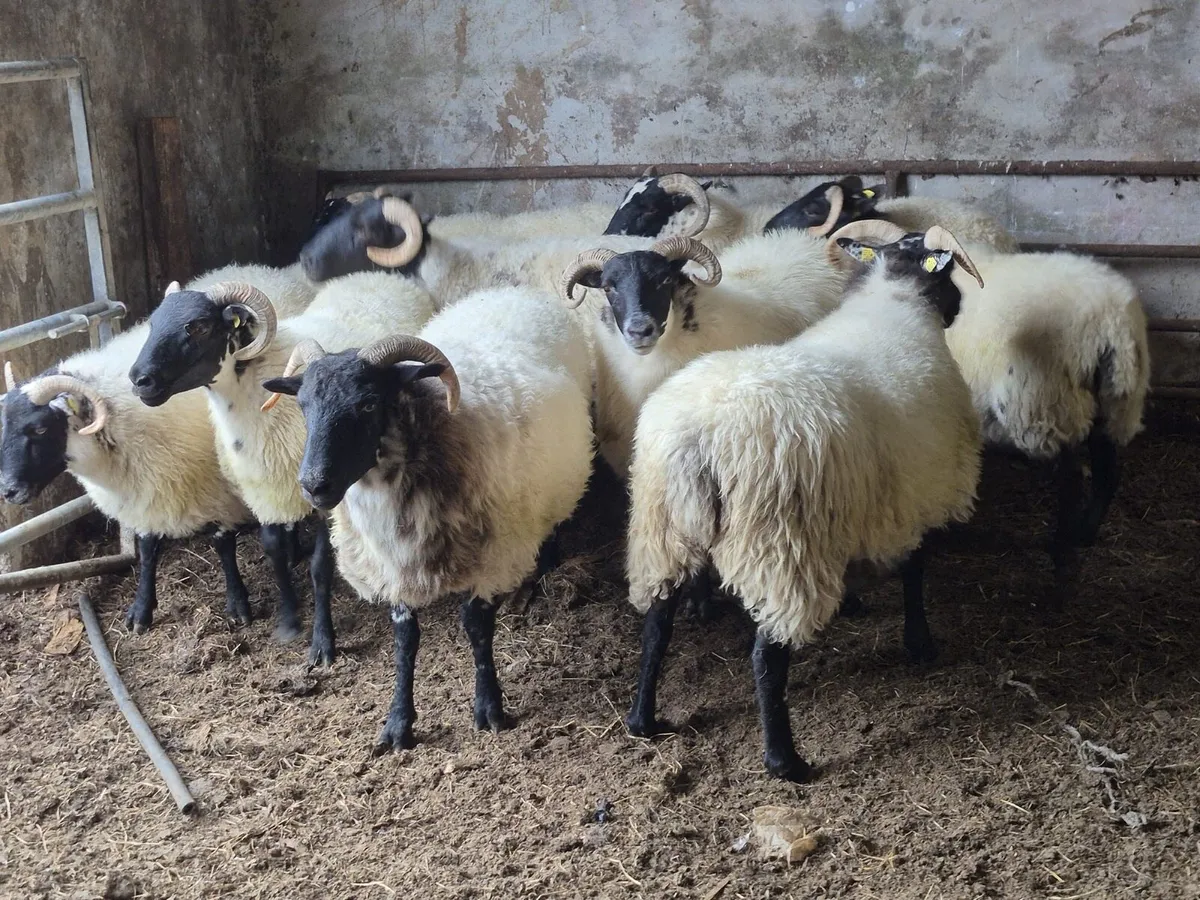 Coolaney sheep sales, special mountain sale - Image 3