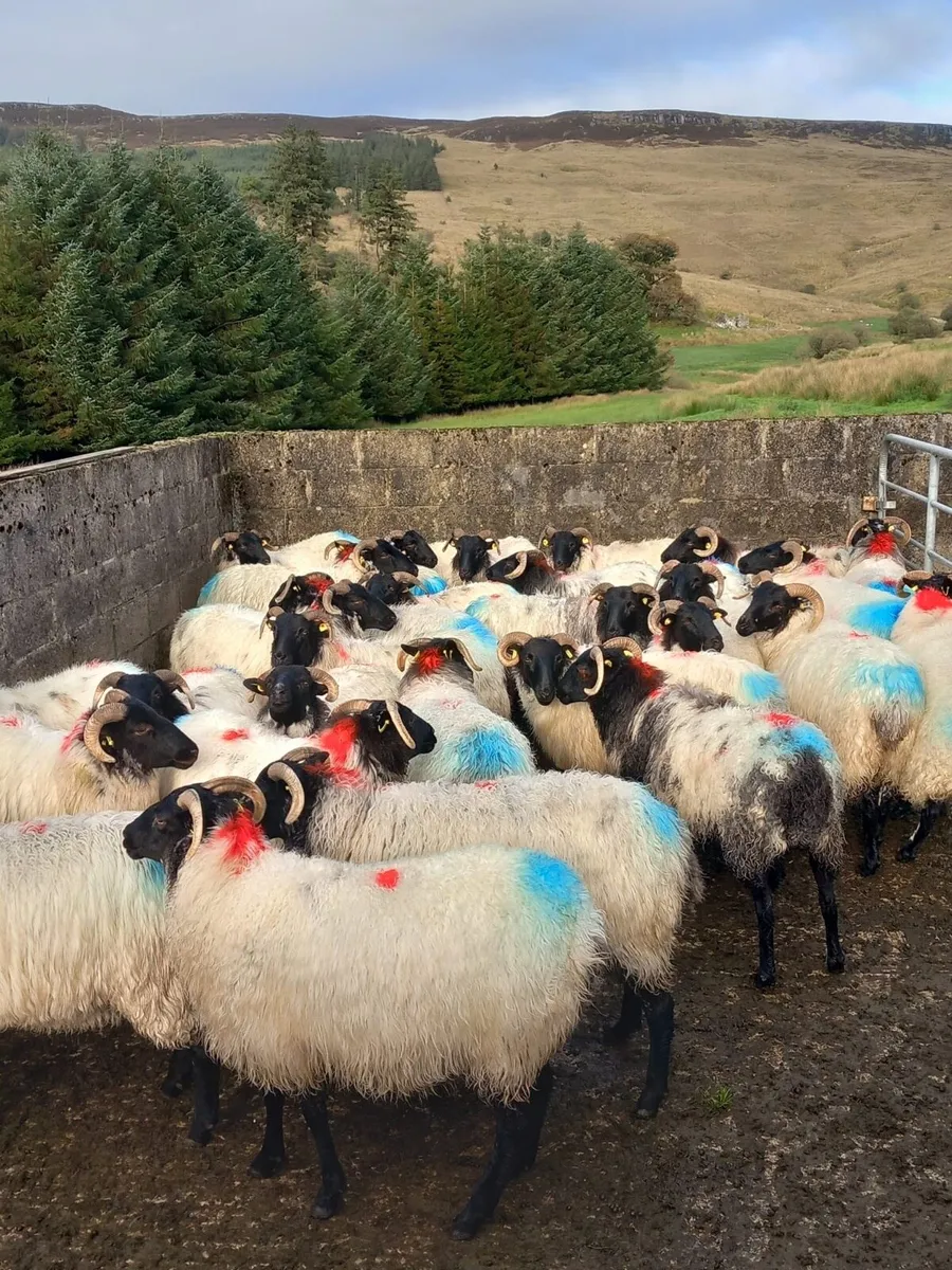 Coolaney sheep sales, special mountain sale - Image 4