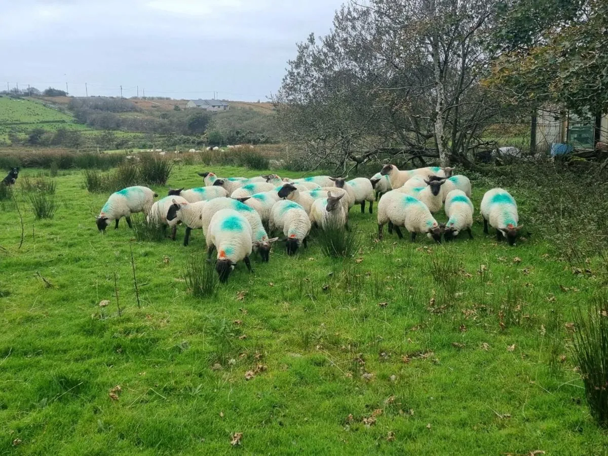 Ewe lambs - Image 3