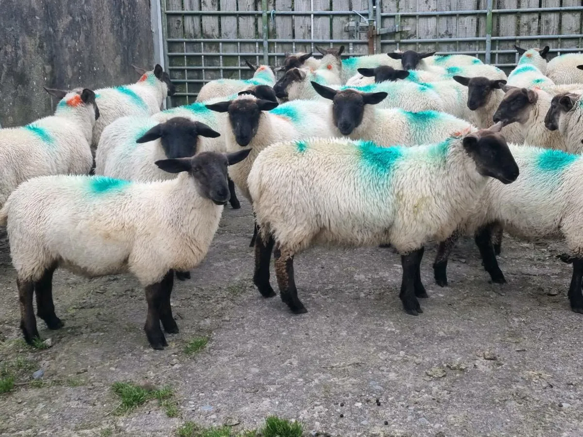 Ewe lambs - Image 2