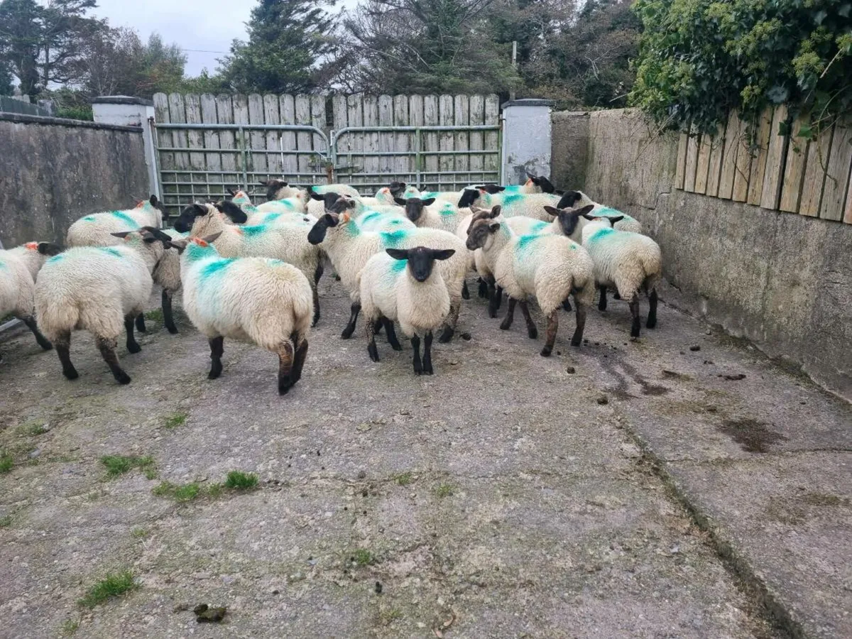 Ewe lambs - Image 4