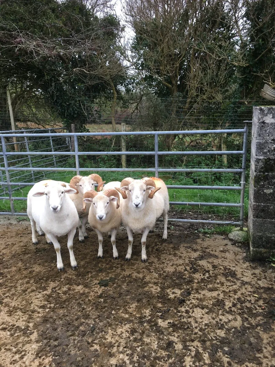 Easycare Wiltshire Horned Hogget Rams - Image 3
