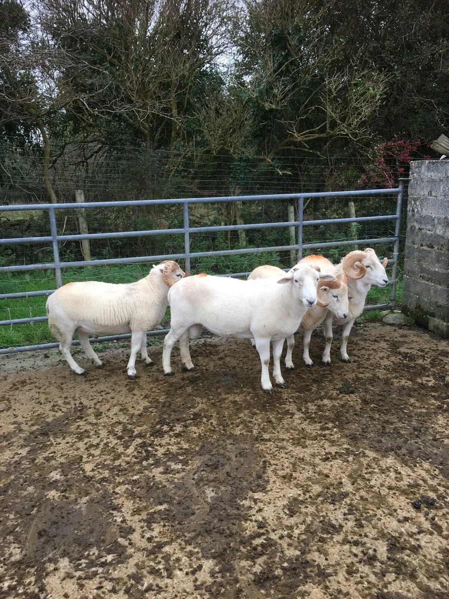 Easycare Wiltshire Horned Hogget Rams - Image 4