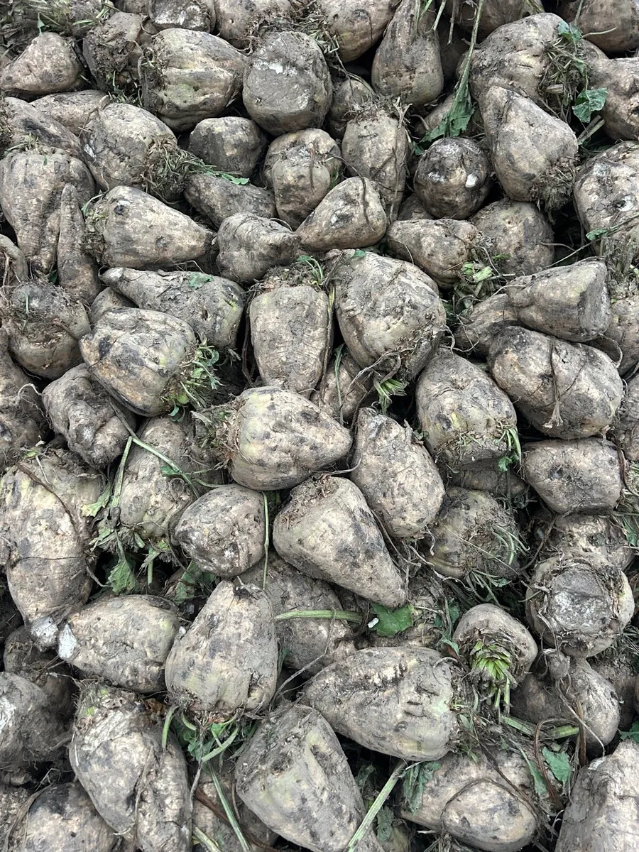 Beet maize - Image 1
