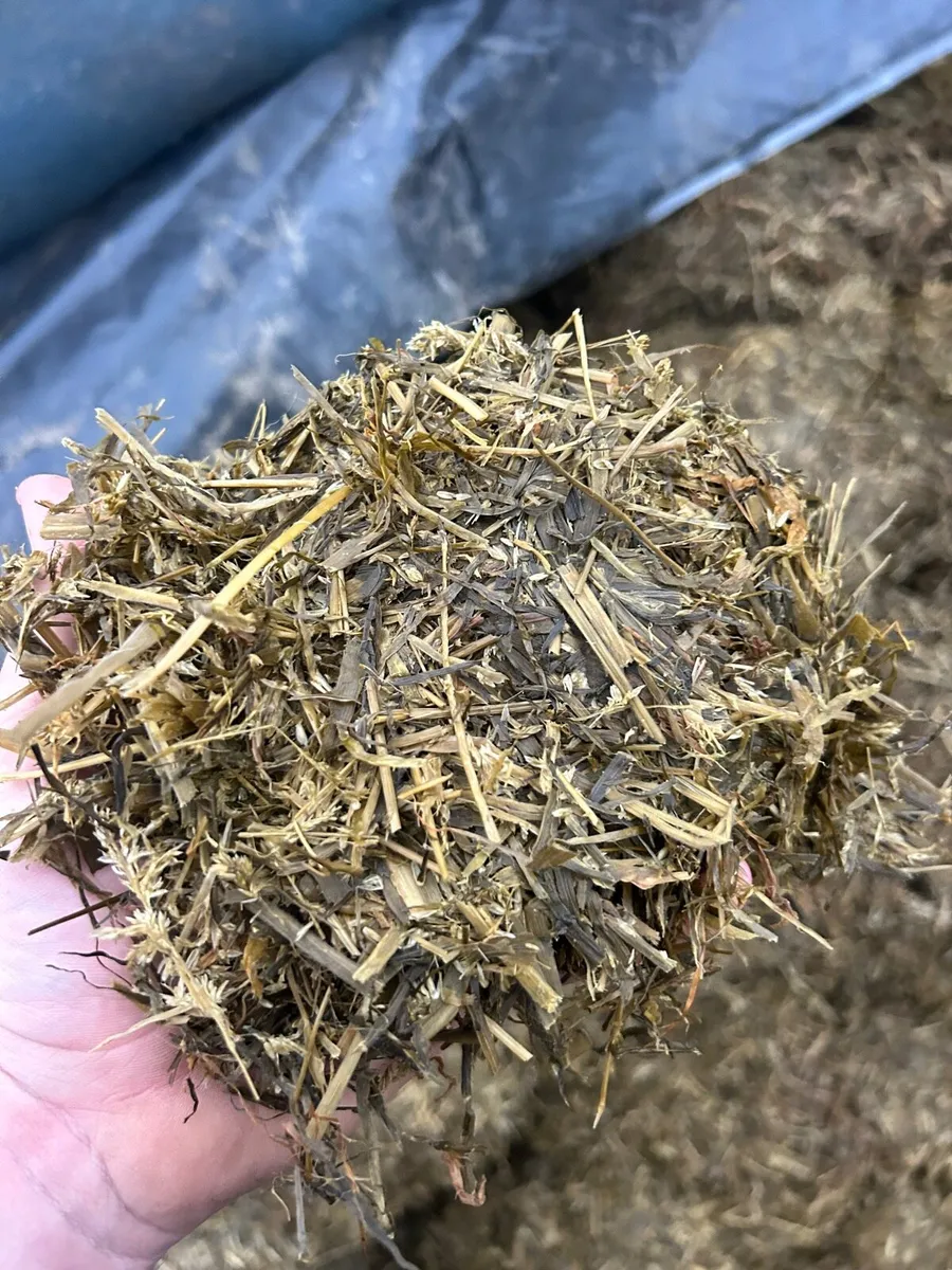 Beet maize - Image 2