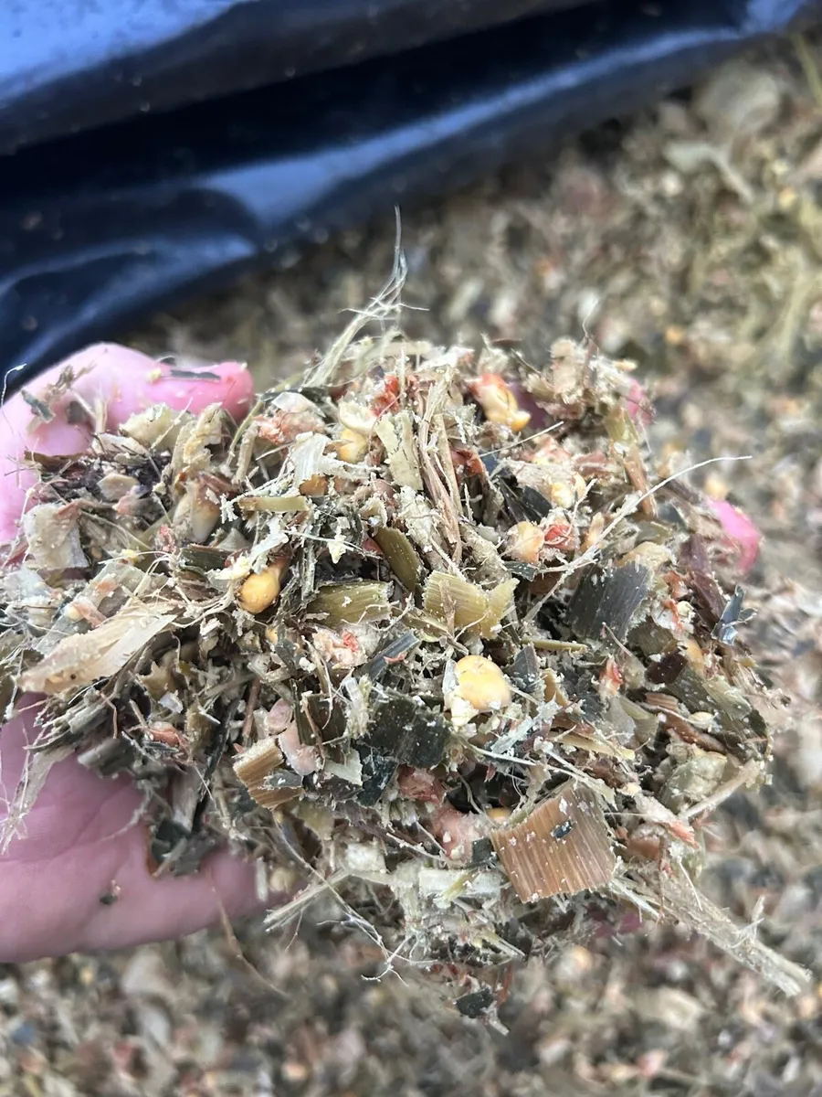 Beet maize - Image 3