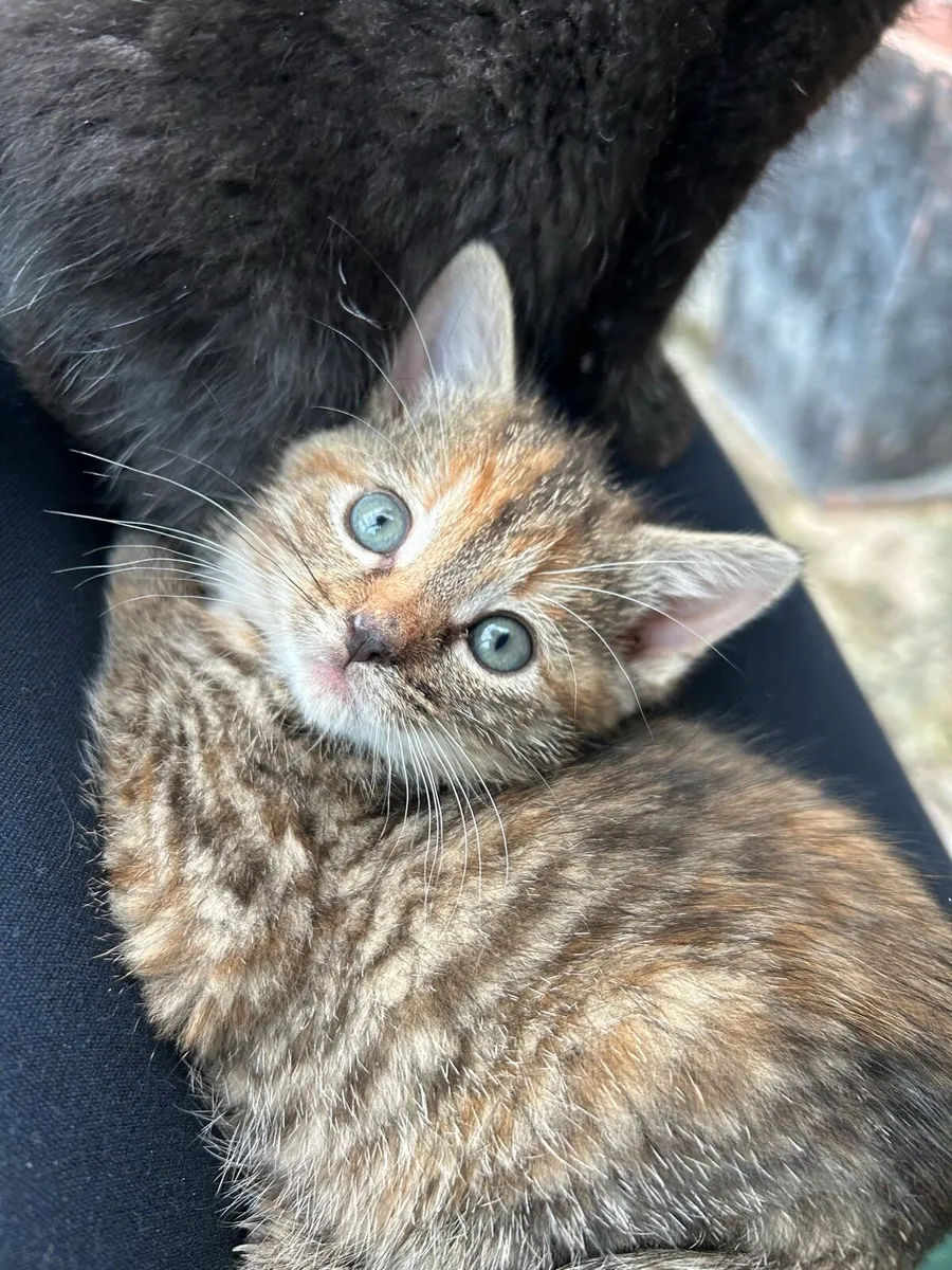 4 kittens for sale - Image 2