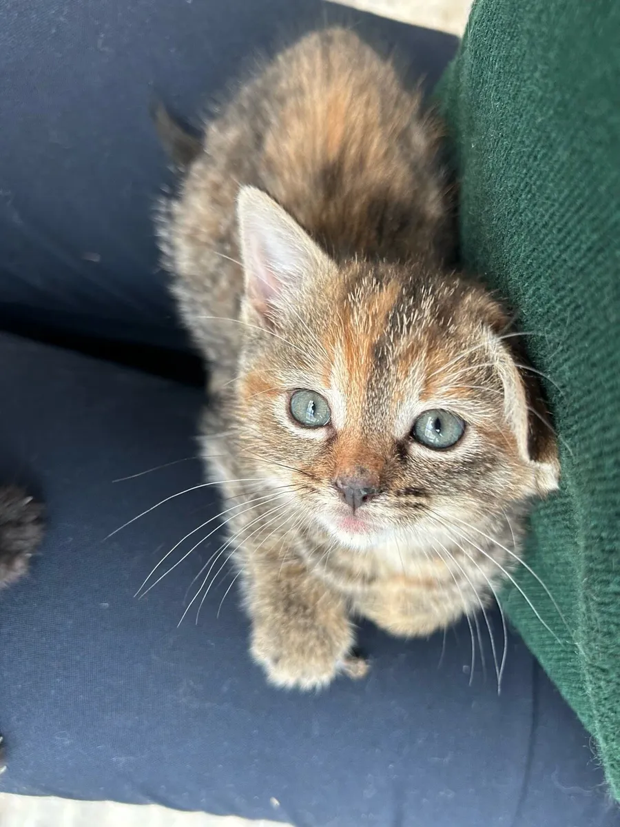 4 kittens for sale - Image 3