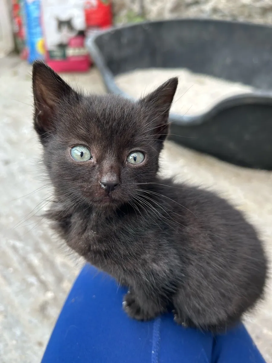 4 kittens for sale - Image 4