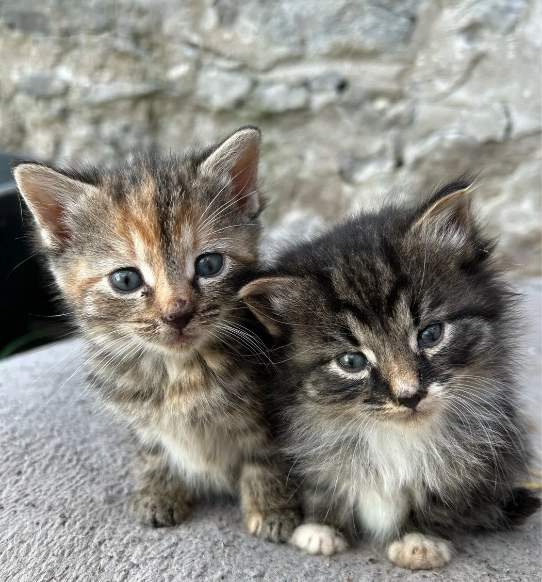 4 kittens for sale - Image 1