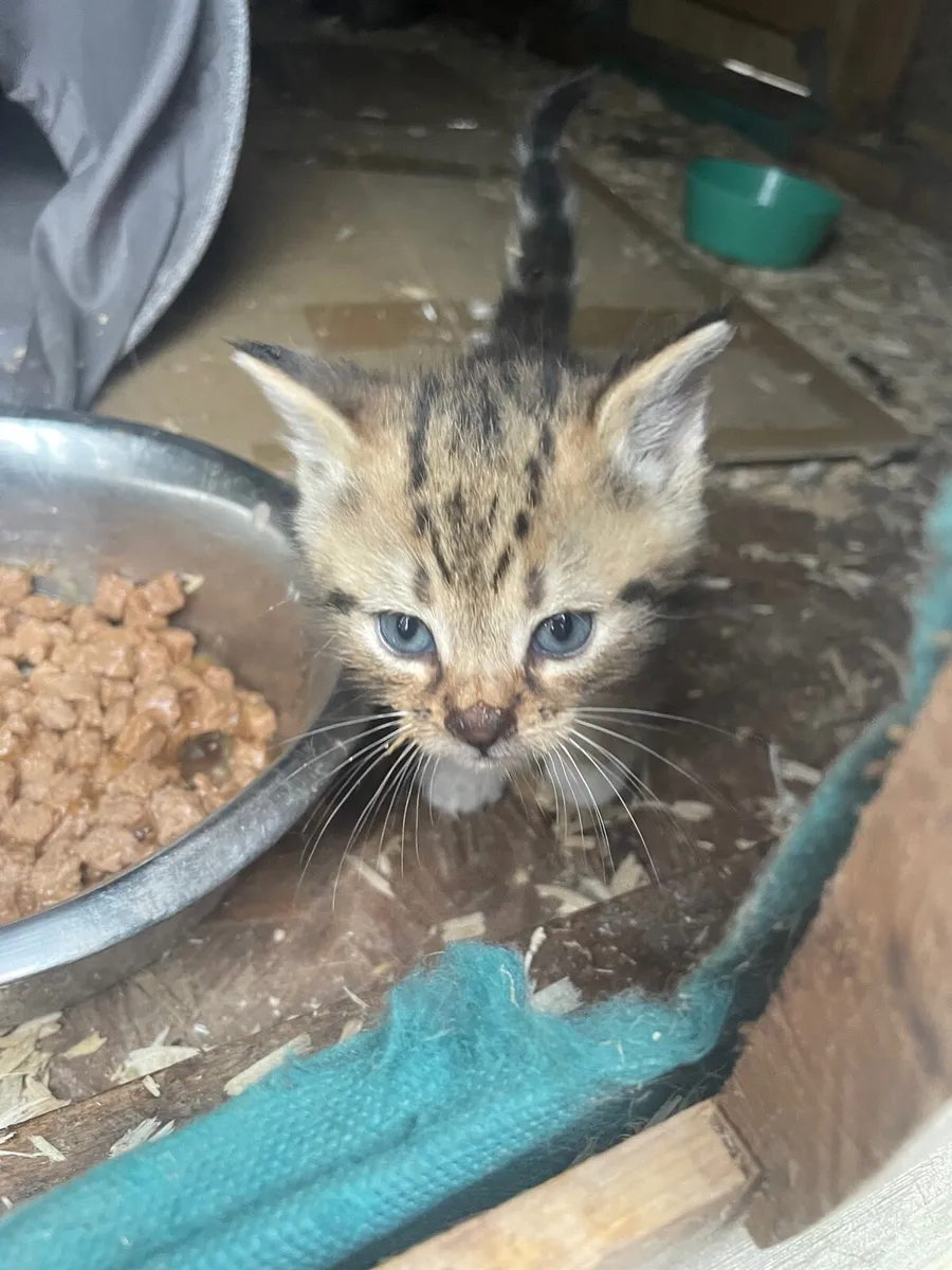 Kittens - Image 1