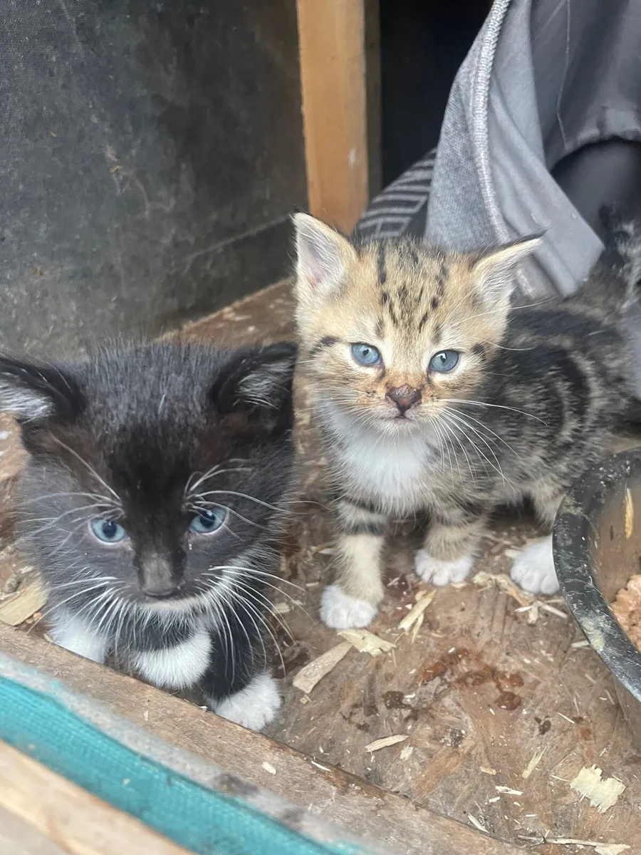 Kittens - Image 2