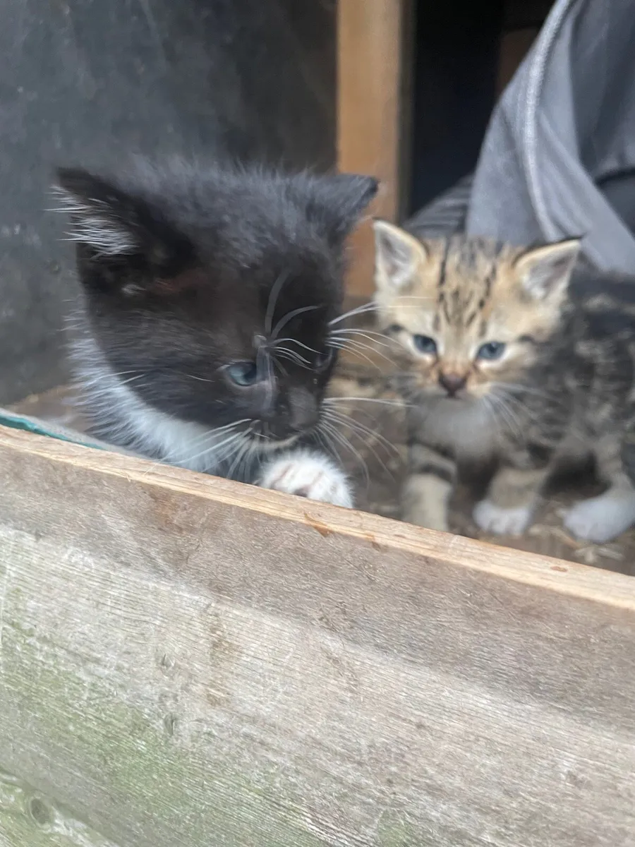 Kittens - Image 3