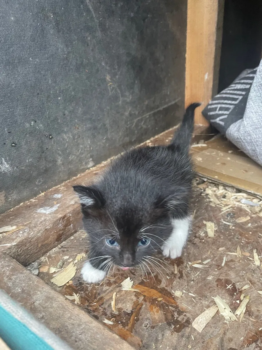 Kittens - Image 4