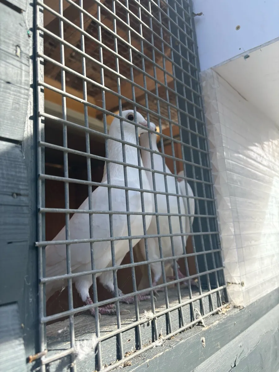 White Pigeons & Loft set up - Image 2