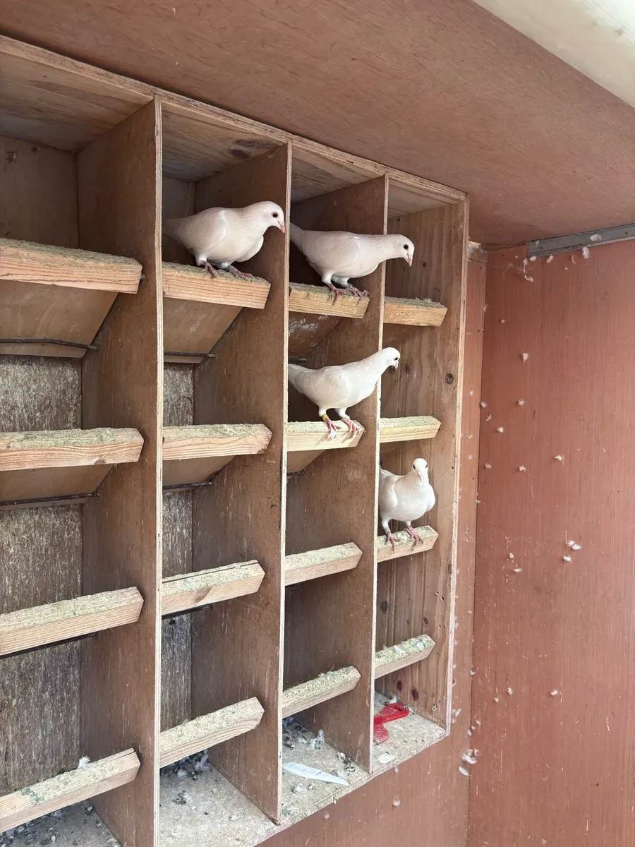 White Pigeons & Loft set up - Image 4