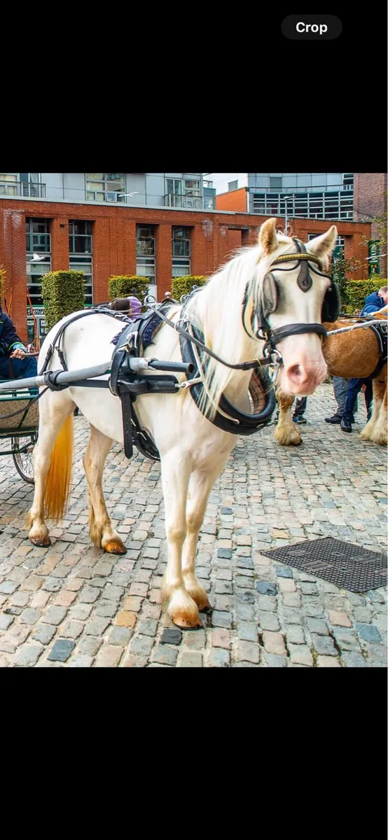 13.2 Half Pred Pony - Image 1