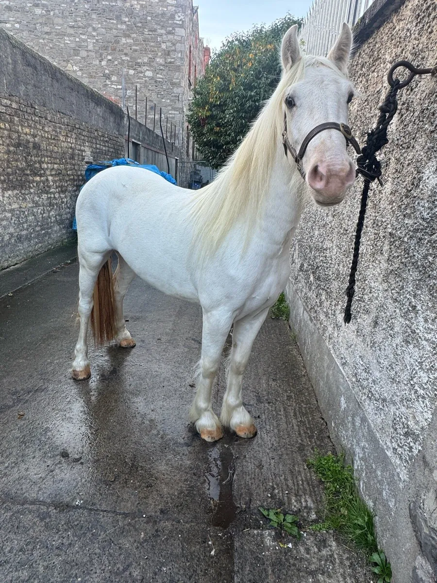13.2 Half Pred Pony - Image 2