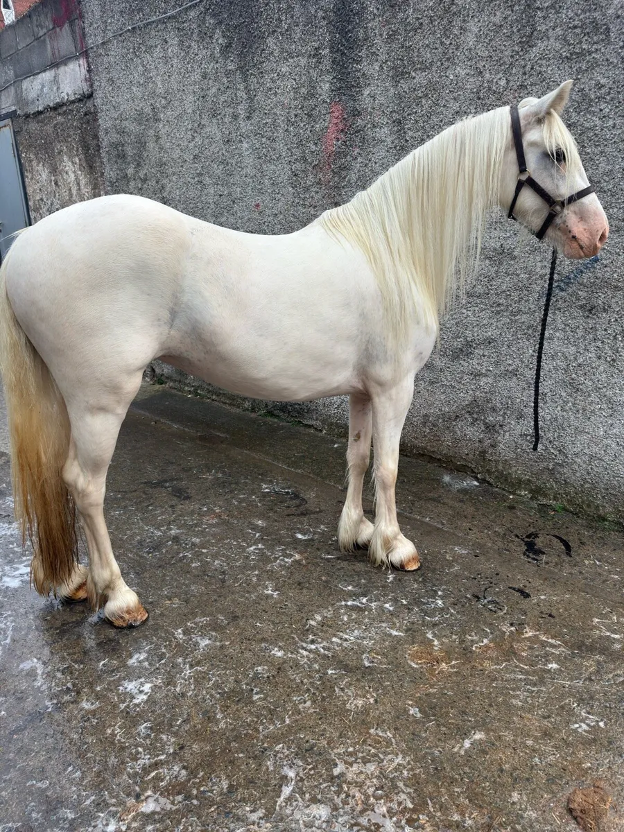 13.2 Half Pred Pony - Image 3