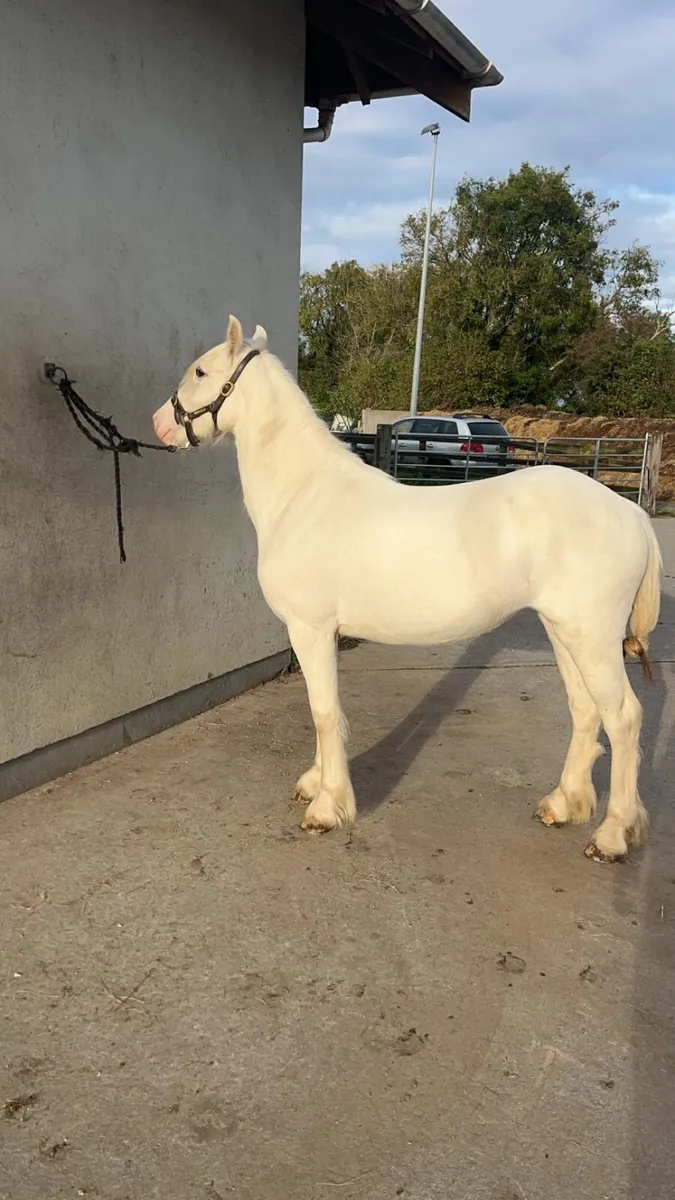 13.2 Half Pred Pony - Image 4
