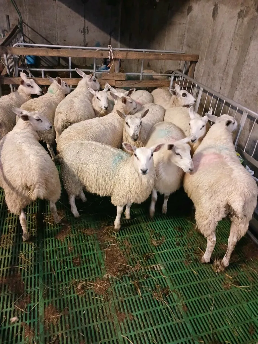 Lambs - Image 3