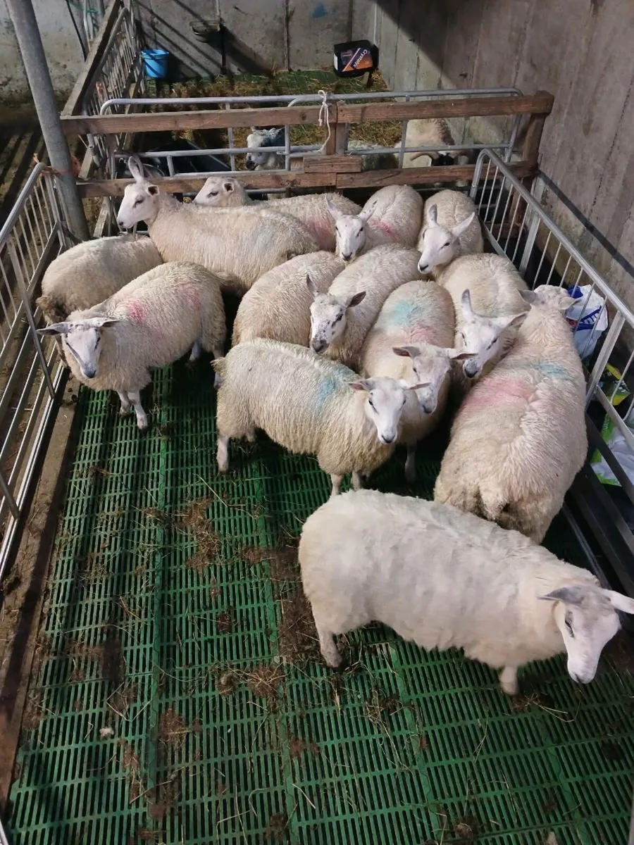 Lambs - Image 1