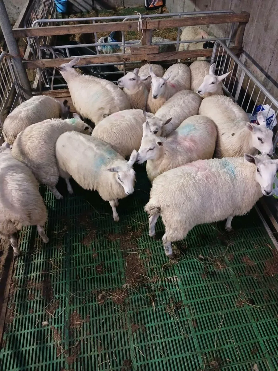 Lambs - Image 4