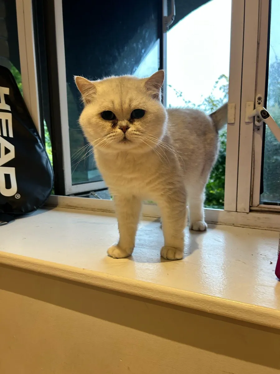 British Shorthair Male Cat - Image 1