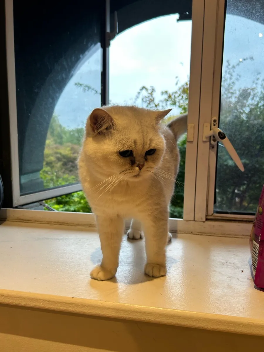 British Shorthair Male Cat - Image 2