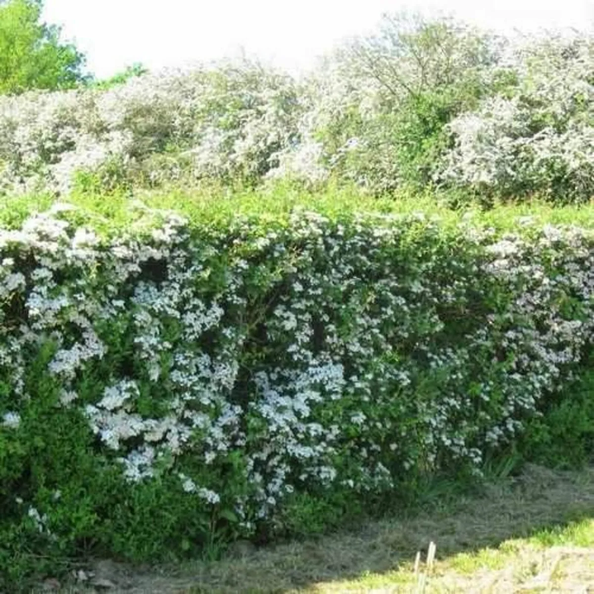 WHITETHORN  / BLACKTHORN Hedging - Image 2
