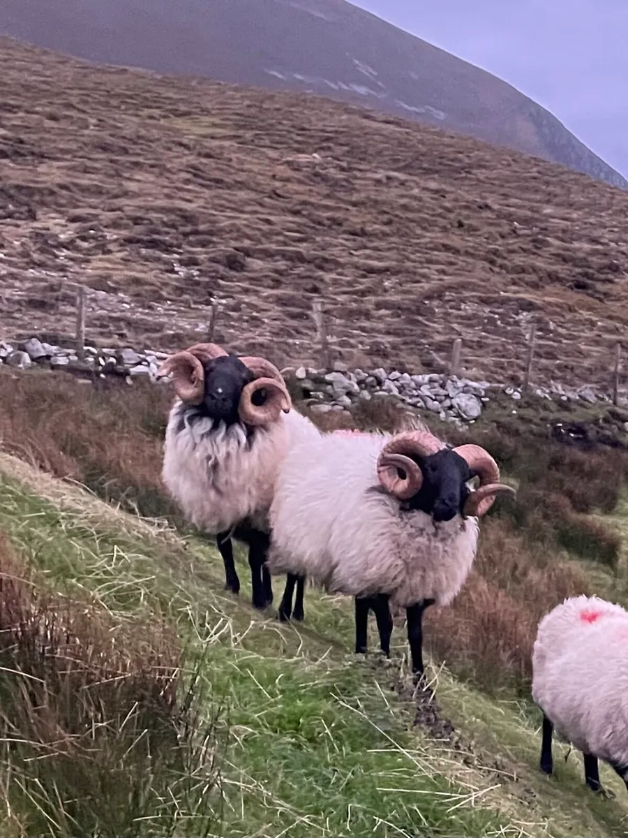 Rams - Image 1