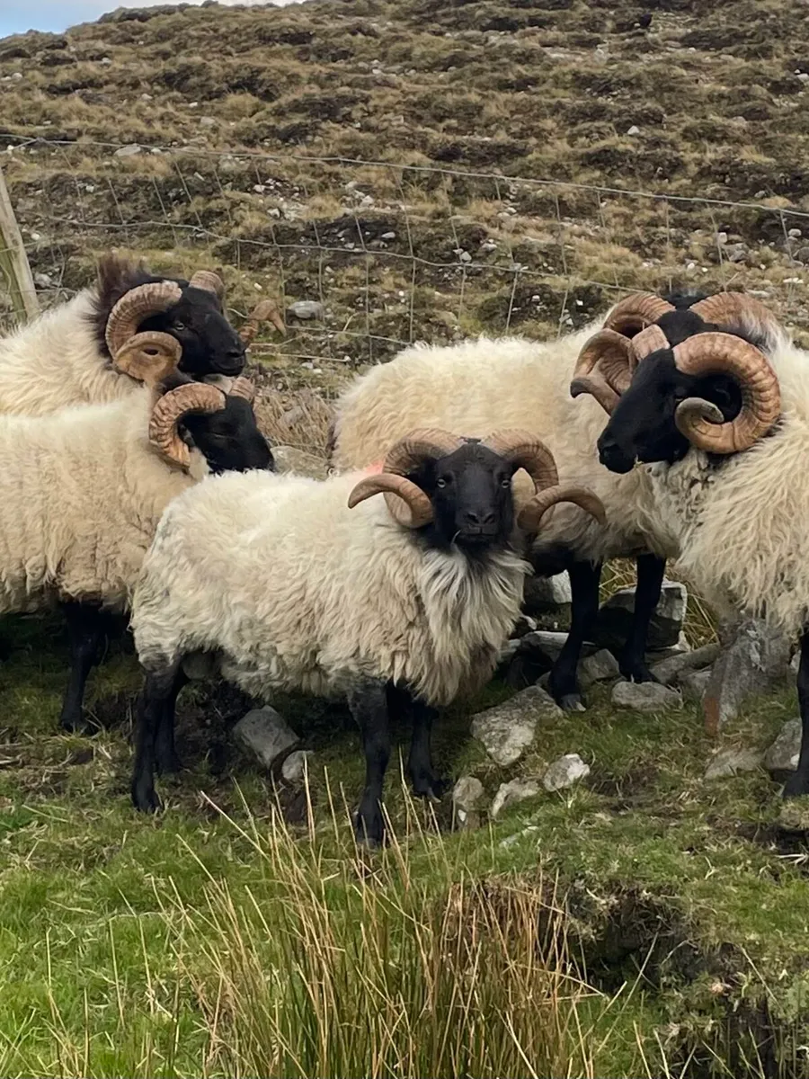 Rams - Image 2