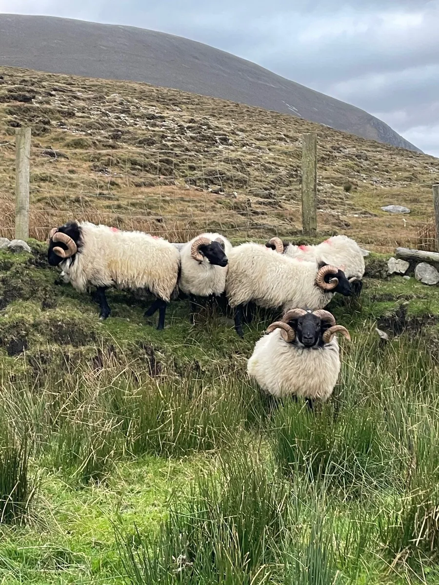 Rams - Image 3
