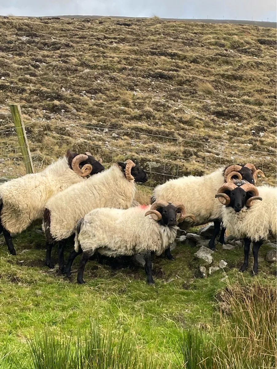 Rams - Image 4