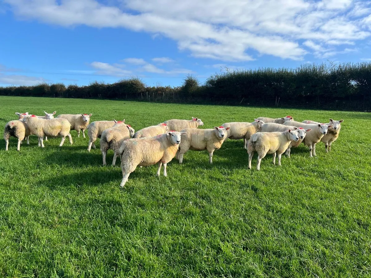 16 Belclare X Texel ewe lambs - Image 1