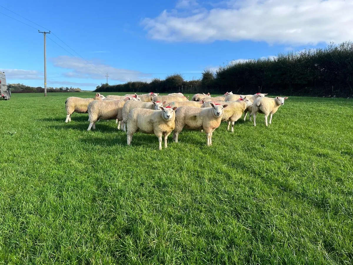 16 Belclare X Texel ewe lambs - Image 2
