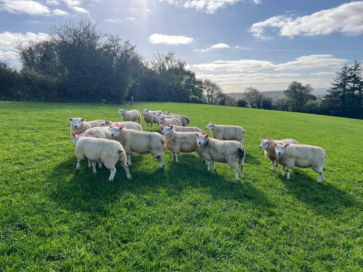 16 Belclare X Texel ewe lambs - Image 3