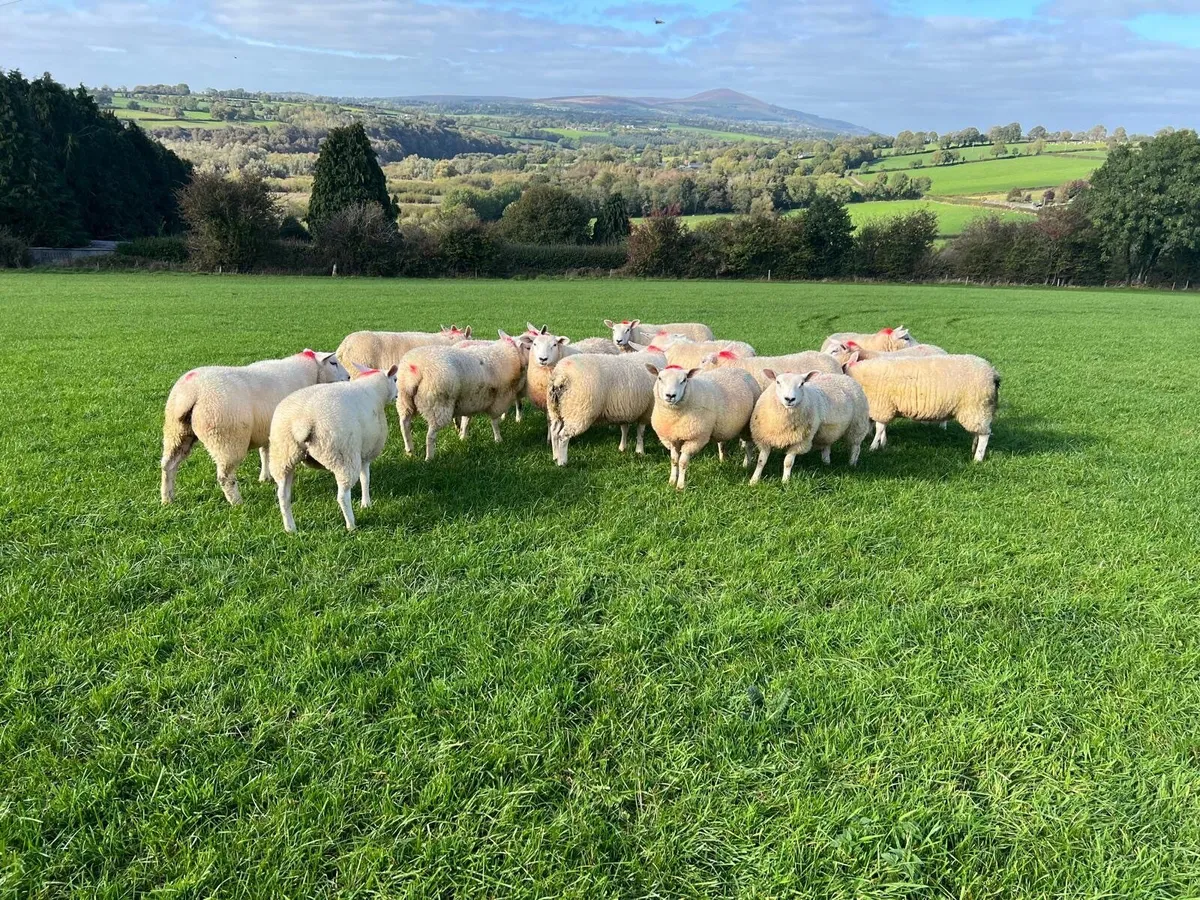 16 Belclare X Texel ewe lambs - Image 4