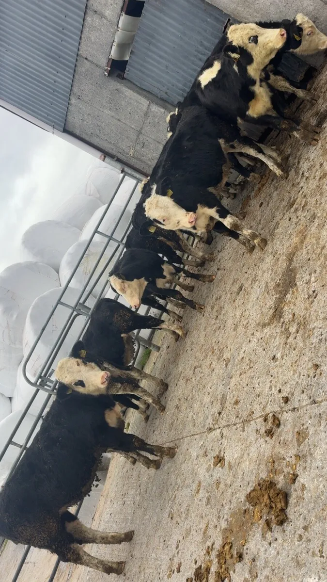 18 heifers weanlings - Image 2