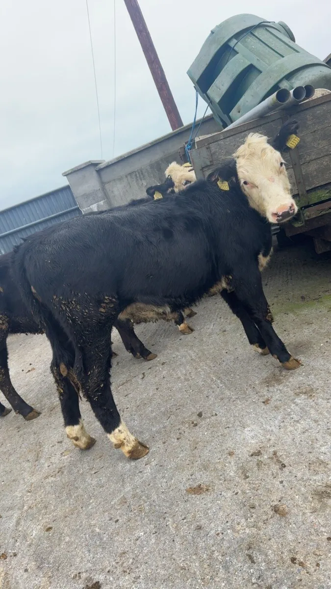 18 heifers weanlings - Image 1