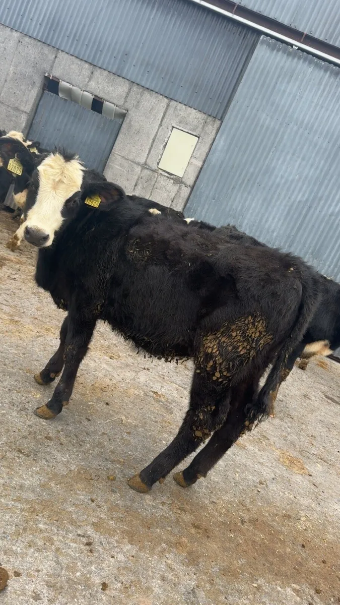 18 heifers weanlings - Image 3
