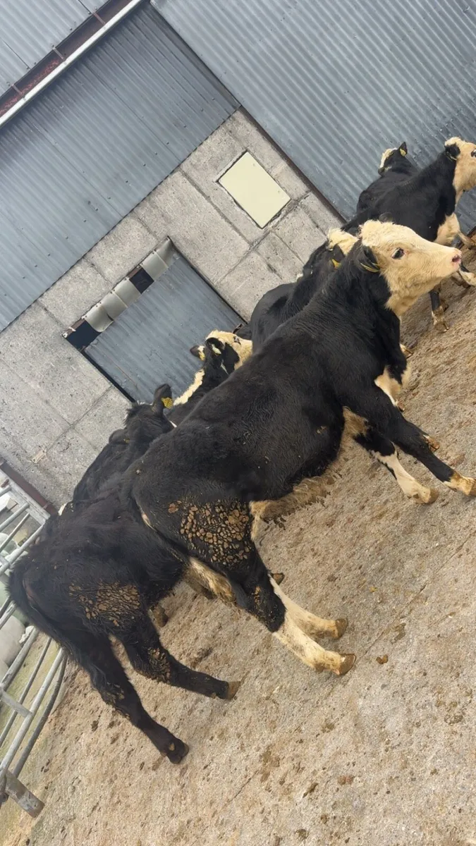 18 heifers weanlings - Image 4