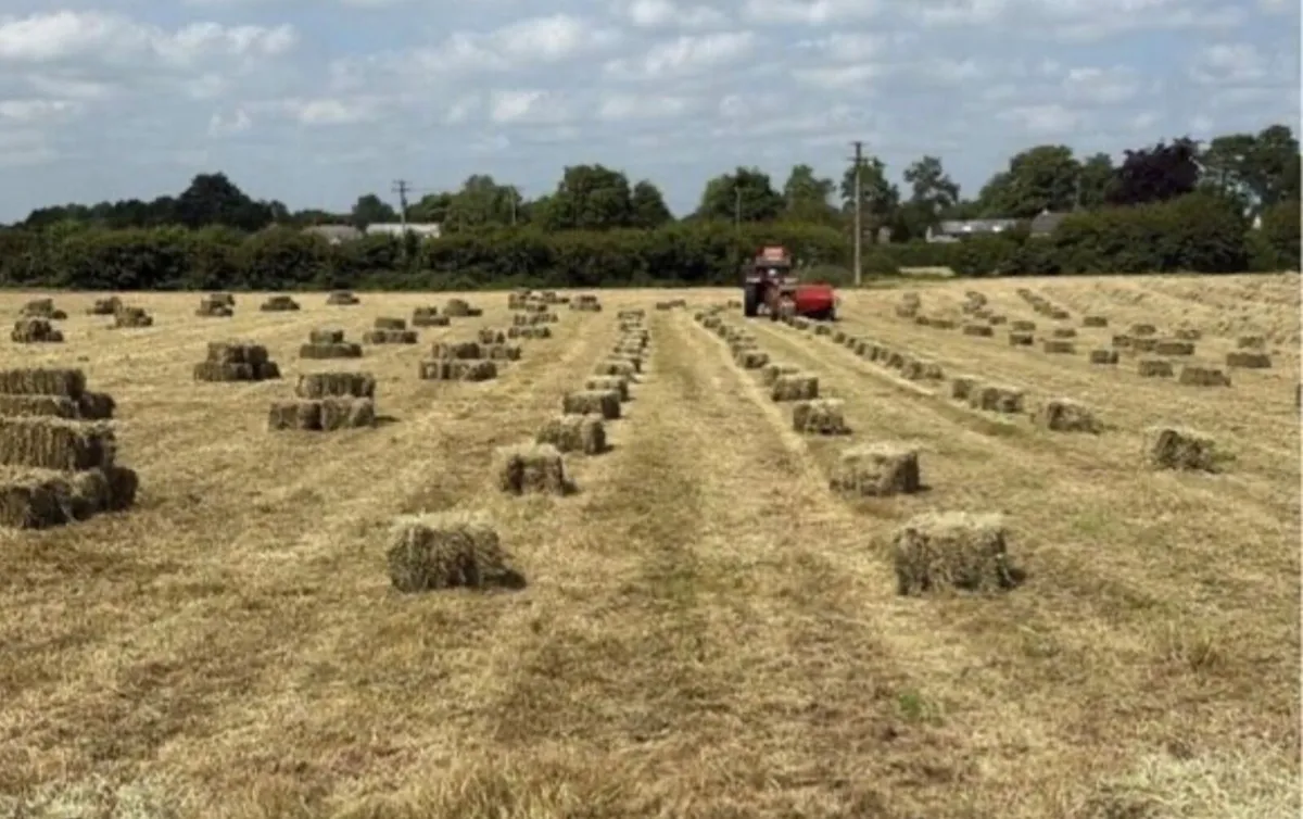 Hay - Image 1